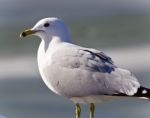 Beautiful Postcard With A Cute Gull On A Shore Stock Photo