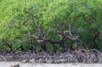 Mangrove Forest Stock Photo