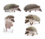 Hedgehog Isolated On White Background Stock Photo