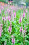 Purple Loosestrife(lythrum Salicaria) Or Crybaby-grass Stock Photo