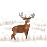 Whitetail Buck In The Snow Stock Photo