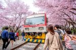 Jinhae,korea - April 2 : Jinhae Gunhangje Festival Is The Largest Cherry Blossom Festival In Korea.tourists Taking Photos Of The Beautiful Scenery Around Jinhae,korea On April 2,2016 Stock Photo