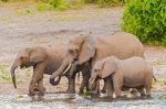 Elephants At The Bank Of Chobe River In Botswana Stock Photo