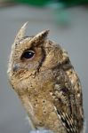 Oriental Scops Owl Stock Photo