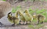 Postcard With A Family Of Canada Geese Staying Stock Photo