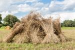 Sheaves Of Corn Standing Upright As Group Stock Photo