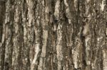 Tree Bark Texture As Background Stock Photo