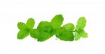 Pepper Mint Isolated On The White Background Stock Photo