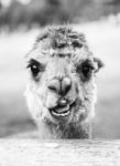 Alpaca In A Field. Black And White  Stock Photo