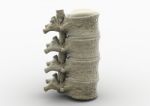 Human Spinal Cord Stock Photo