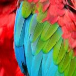 Greenwinged Macaw Feathers Stock Photo