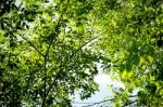 Green Leaves Background Stock Photo