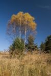 Autumn  Colors Stock Photo