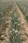 Onion Field Stock Photo