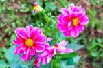 Pink Delphinium Flower In Garden Stock Photo