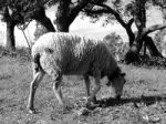 Sheep On The Sun Stock Photo