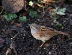 Dunnock Stock Photo