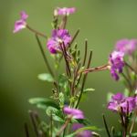 Great Willowherb (epilobium Hirsutum) Stock Photo