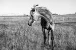 Horse In The Paddock Stock Photo