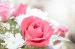 Soft Color Roses Background Stock Photo