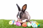 Rabbit And Easter Eggs In Green Grass Stock Photo