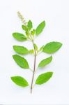 Holy Basil On White Background Stock Photo