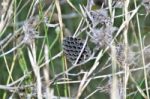 Wasp Nest Stock Photo