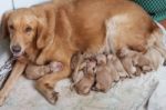 First Day Of Golden Retriever Puppies With New Dog Mom Lying On Stock Photo