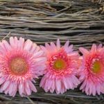 Gerbera Decoration Stock Photo