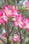 Beautiful Pink Azalea Flowers Plant Stock Photo