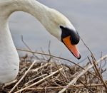 Beautiful Background With A Strong Mute Swan Stock Photo