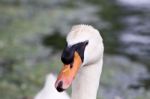 Funny Thoughtful Swan Close-up Stock Photo