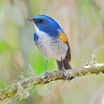 Male Himalayan Bluetail Stock Photo