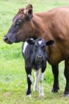 Standing Brown Mother Cow With Black And White Calf Stock Photo