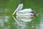 Spot Billed Pelican Stock Photo