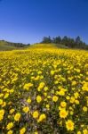 Hill Of Yellow Marigold Flowers Stock Photo