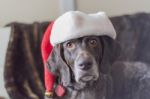 German Shorthair Pointer Wearing Santa Hat Stock Photo