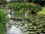 Water Lilies At Hever Castle Stock Photo