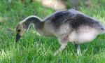 Postcard With A Cute Chick Of Canada Geese Stock Photo