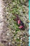 Crab Finding Food On Rocky Beach Stock Photo