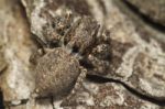 Grey Jumping Spider Stock Photo