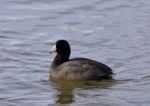 Beautiful Image With Amazing American Coot In The Lake Stock Photo