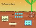 The Potassium Cycle Stock Photo