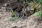 Common European Adder (vipera Berus) Stock Photo