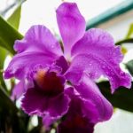 Mother Queen Cattleya Stock Photo