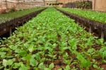 Plants In Glasshouse Stock Photo