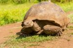 Giant Turtle From Galapagos Stock Photo