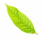 Tea Leaf Isolated On The White Background Stock Photo