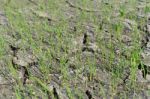 Rice Seedlings On A Dry Field Stock Photo