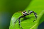 Jumping Spider Stock Photo